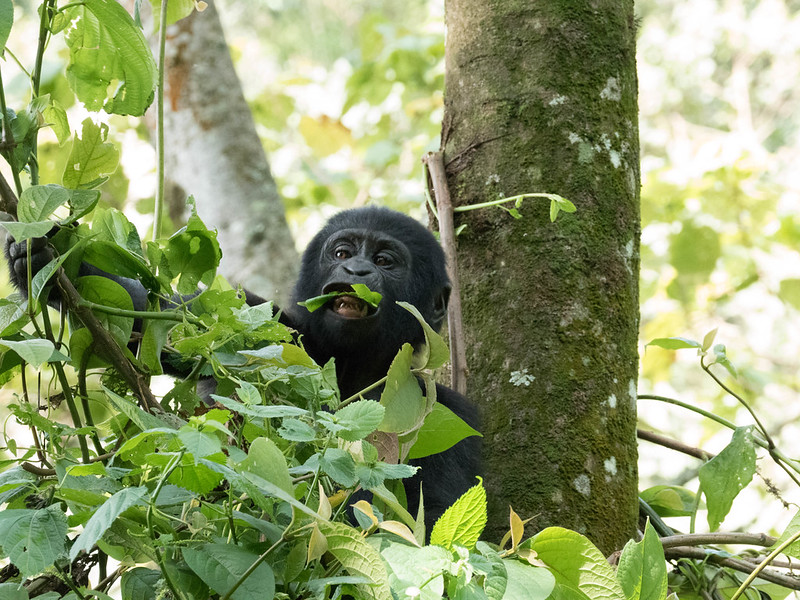 uganda safaris