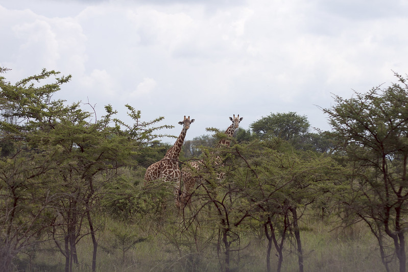 Akagera National Park