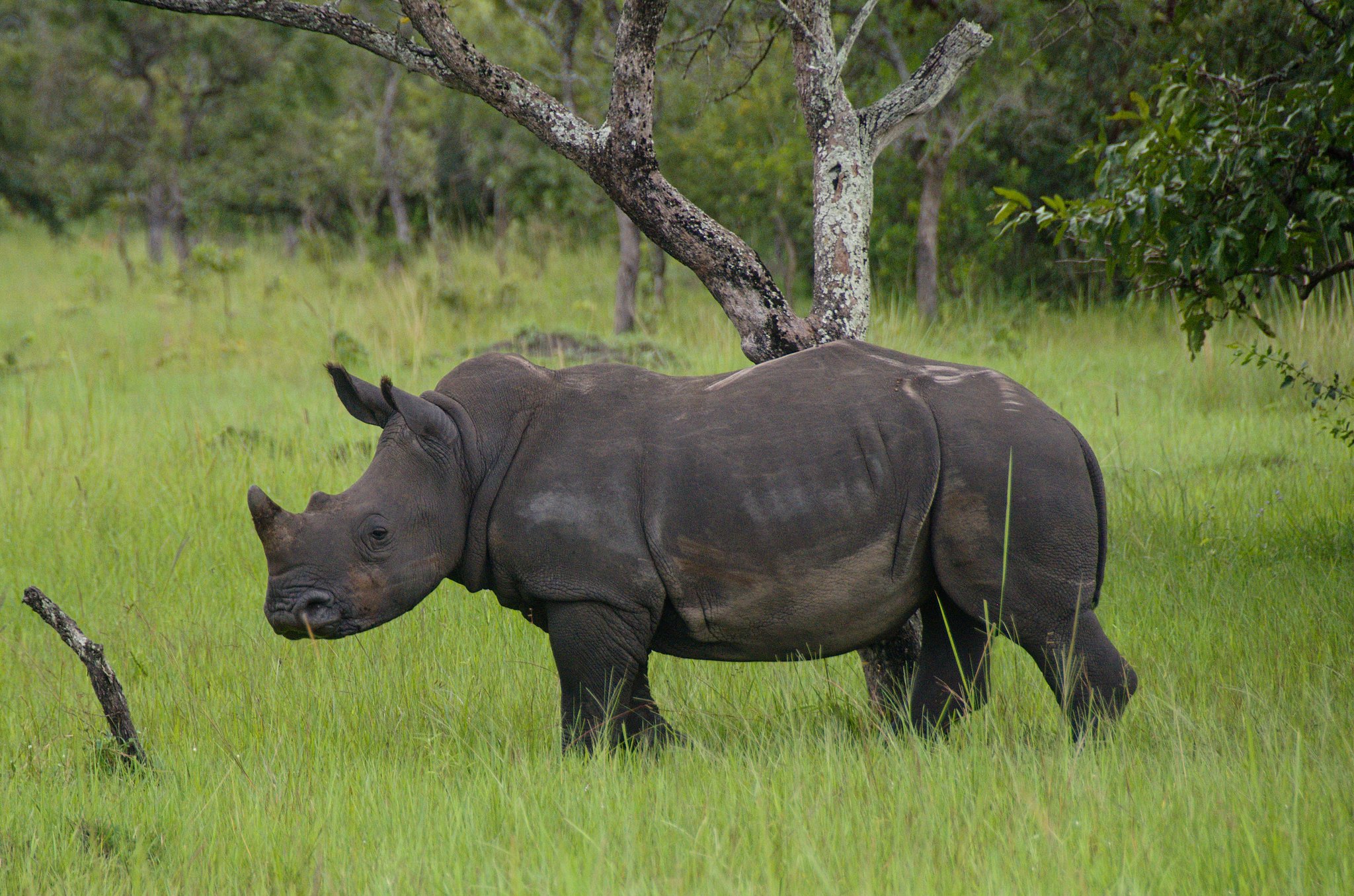 ziwa rhino sanctuary