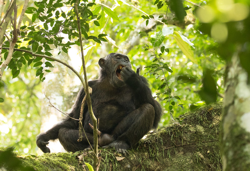 Kibale Forest National Park