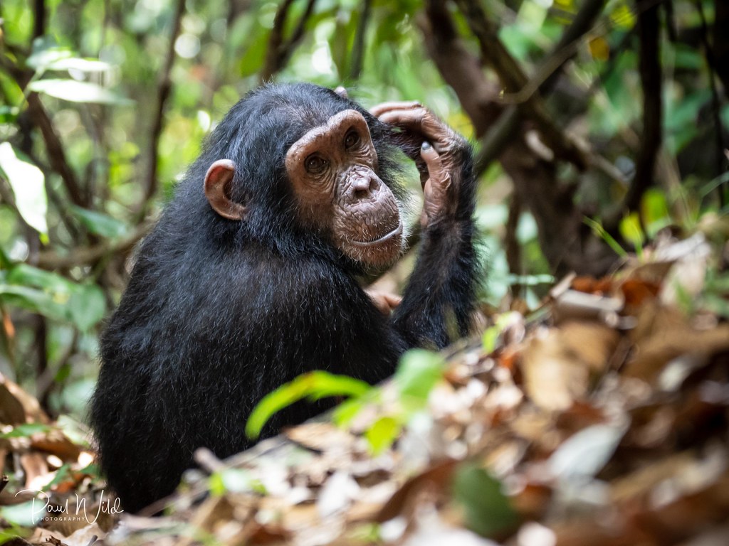 Kibale Forest National Park