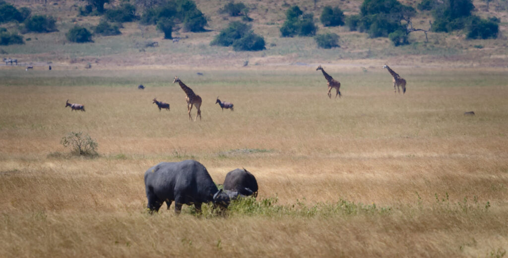 Akagera national park in rwanda