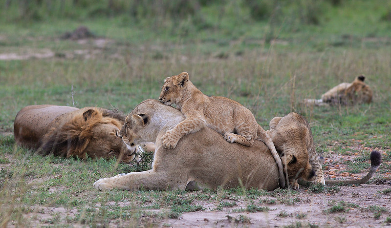 8 Days Uganda wildlife safari