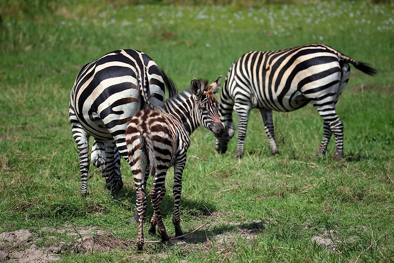 Akagera National Park, Rwanda