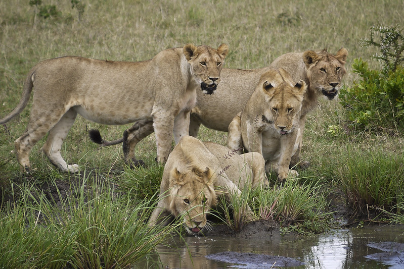 Queen Elizabeth National Park