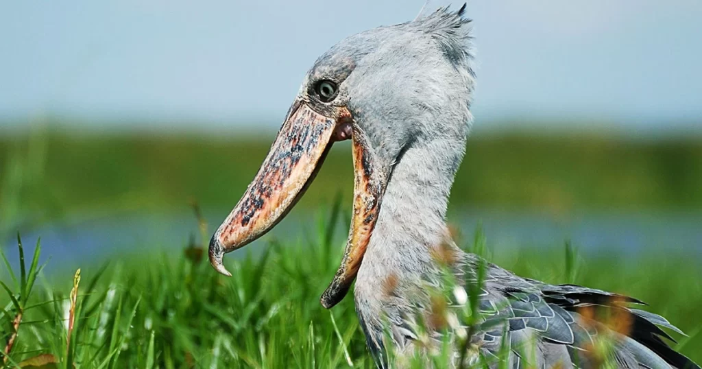 1 day Mabamba shoebill birding tour